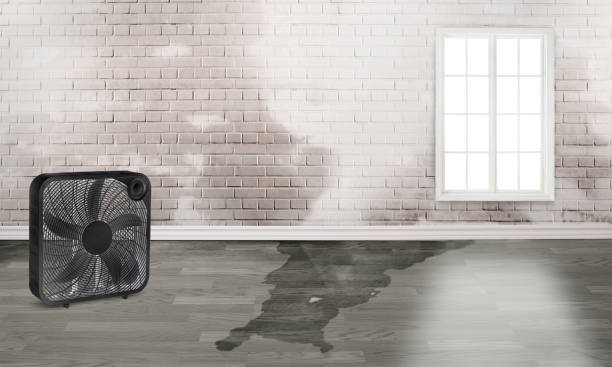 Best Water damage cleanup near me  in Logan, OH